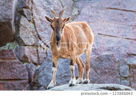 Markhor female on the rock. Latin name - Capra falconeri. Wild goat native to Central Asia, Karakoram and the Himalayas Markhor female on the rock. Latin name - Capra falconeri. Wild goat native to Central Asia, Karakoram and the Himalayas 123888863