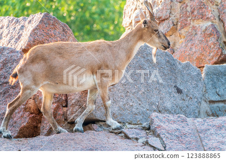 Markhor female on the rock. Latin name - Capra falconeri. Wild goat native to Central Asia, Karakoram and the Himalayas 123888865