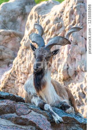 Close-up portrait of Markhor, Capra falconeri, wild goat native to Central Asia, Karakoram and the Himalayas 123888866