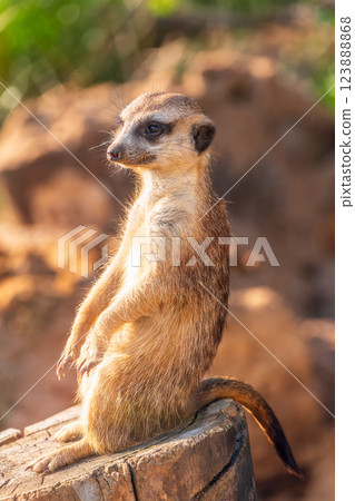 Meerkat, Suricata suricatta, on hind legs. Portrait of meerkat standing on hind legs with alert expression. Portrait of a funny meerkat sitting on its hind legs. Meerkat, Suricata suricatta, on hind legs. Portrait of meerkat standing on hind legs with alert expression. Portrait of a funny meerkat sitting on its hind legs. 123888868