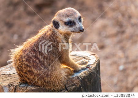 Meerkat suricatta family wildlife picture. 123888874