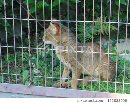 A dignified jungle cat 123888906