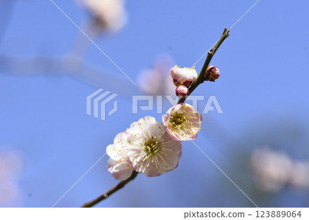 Plum blossoms in the blue sky Plum blossoms in the blue sky 123889064