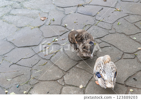 Aokubiadel (pair) Nakanoshima Park, Osaka City 123889203