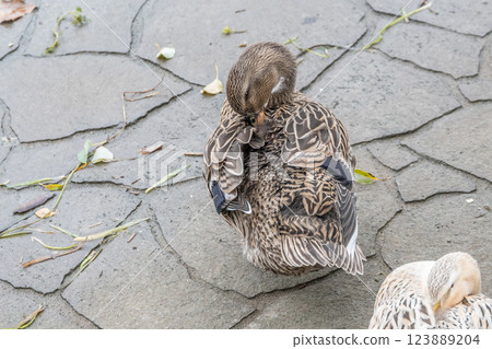 一隻雄性日本鶯在大阪市中之島公園的河岸上打瞌睡 123889204