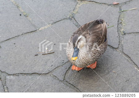 綠頭鴨、中之島公園、大阪、堂島川 123889205