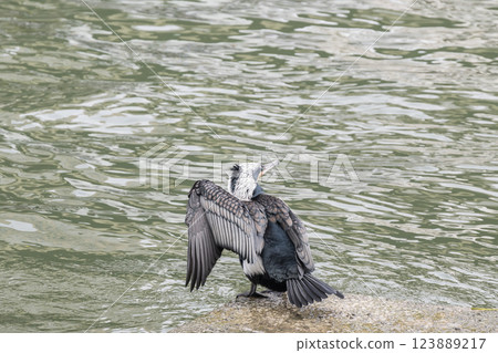 大阪市堂島川中之島公園水邊曬羽毛的鸕鶿、育羽、婚染 123889217