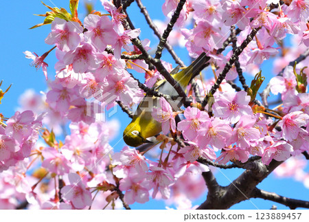 Mejiro和Kawazu櫻桃樹 123889457