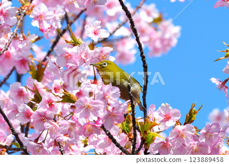 Mejiro and Kawazu cherry tree Mejiro and Kawazu cherry tree 123889458