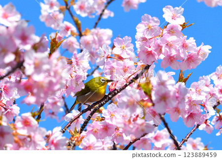 Mejiro和Kawazu櫻桃樹 123889459