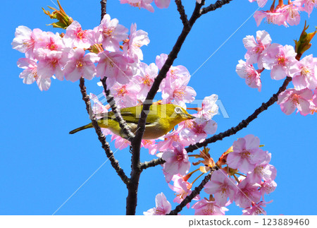 Mejiro和Kawazu櫻桃樹 123889460