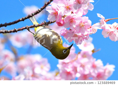 Mejiro和Kawazu櫻桃樹 123889469