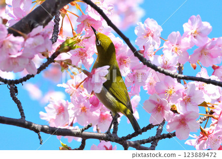 Mejiro and Kawazu cherry tree 123889472