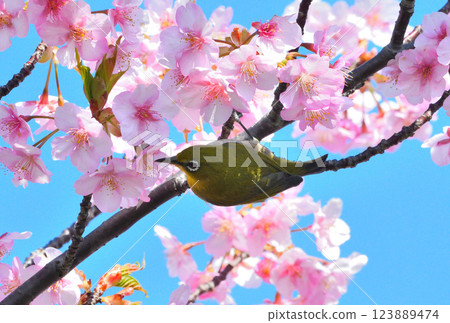 Mejiro和Kawazu櫻桃樹 123889474