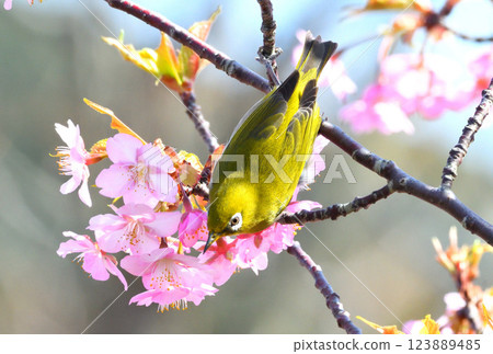 Mejiro and Kawazu cherry tree 123889485