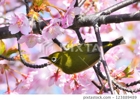 Mejiro and Kawazu cherry tree 123889489