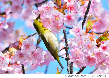 Mejiro和Kawazu櫻桃樹 Mejiro和Kawazu櫻桃樹 123889491