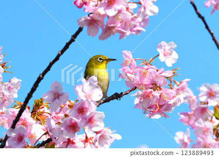 Mejiro and Kawazu cherry tree Mejiro and Kawazu cherry tree 123889493