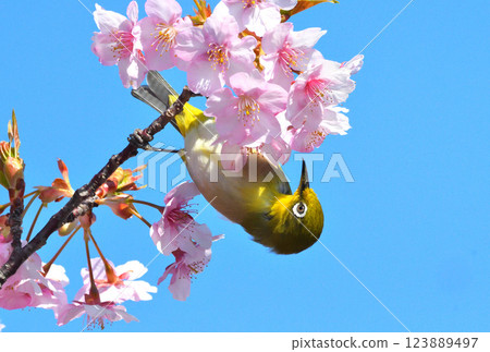 Mejiro and Kawazu cherry tree Mejiro and Kawazu cherry tree 123889497
