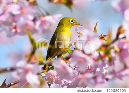 Mejiro and Kawazu cherry tree 123889503