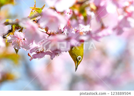 Mejiro和Kawazu櫻桃樹 123889504