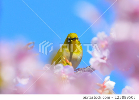 Mejiro和Kawazu櫻桃樹 123889505