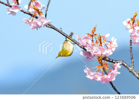 Mejiro和Kawazu櫻桃樹 Mejiro和Kawazu櫻桃樹 123889506