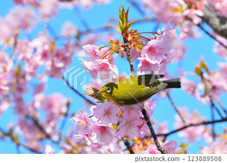 Mejiro and Kawazu cherry tree 123889508