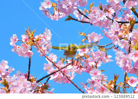 Mejiro and Kawazu cherry tree 123889512