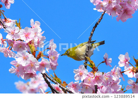 Mejiro and Kawazu cherry tree 123889514