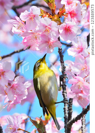 Mejiro and Kawazu cherry tree Mejiro and Kawazu cherry tree 123889573