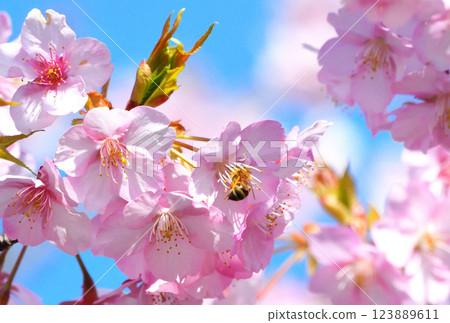 Kawazu櫻桃樹和蜂 123889611