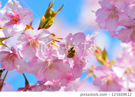Kawazu cherry tree and bee 123889612