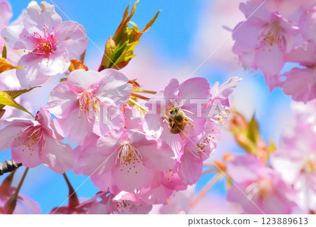 Kawazu櫻桃樹和蜂 123889613