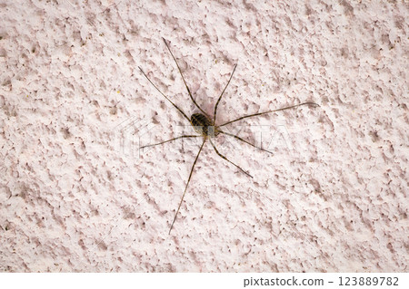 Spider on a concrete wall 123889782
