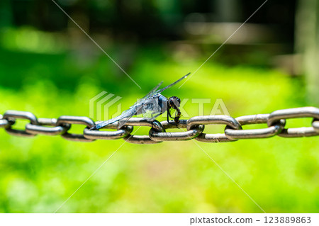 蜻蜓在鍊子上進食 123889863