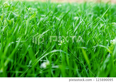 Lush grassland 123890095