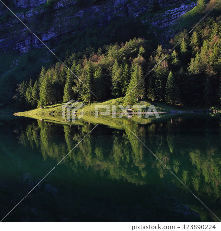 Pine forest reflecting in Lake Seealp, Appenzell. 123890224