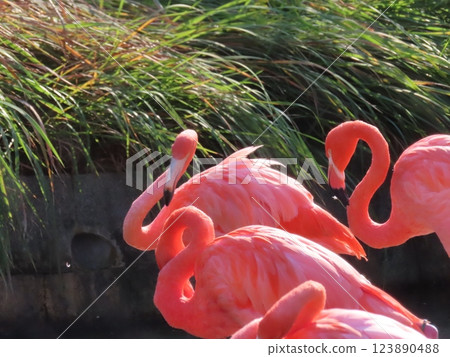 充滿活力的美國紅鶴 123890488