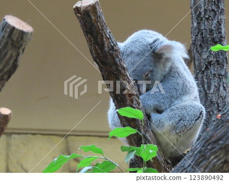 Koala while taking a nap Koala while taking a nap 123890492