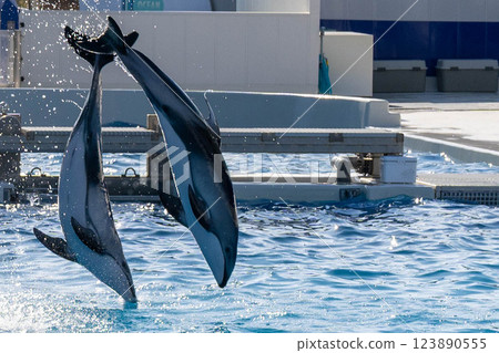 Two bottlenose dolphins jumping gracefully 123890555