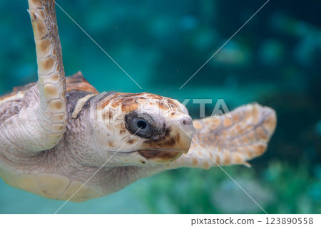 小海龜快樂地在水中游泳 123890558