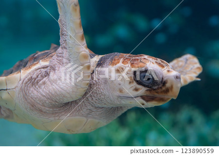 小海龜快樂地在水中游泳 小海龜快樂地在水中游泳 123890559