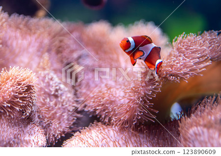 生活在磯Is町的鎌倉跳蚤 123890609