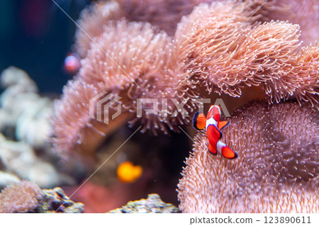Clownfish living in sea anemones Clownfish living in sea anemones 123890611