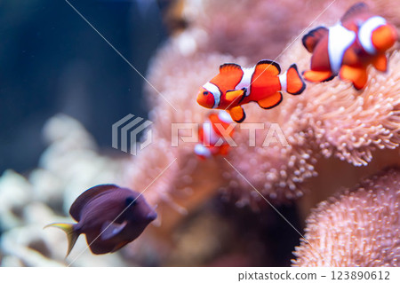Clownfish living in sea anemones Clownfish living in sea anemones 123890612