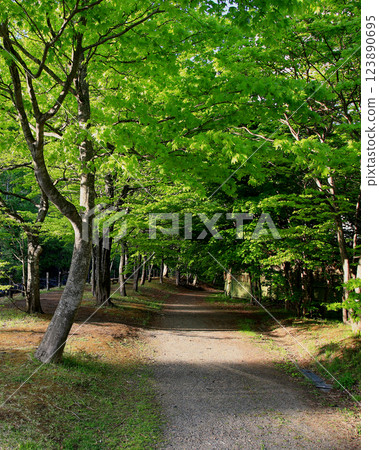Oirase Stream Aomori Prefecture 123890695