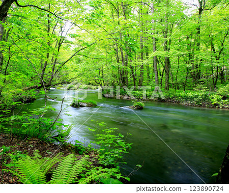 Oirase Stream Aomori Prefecture Oirase Stream Aomori Prefecture 123890724