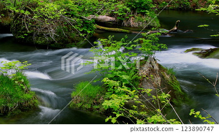 Oirase Stream Aomori Prefecture Oirase Stream Aomori Prefecture 123890747
