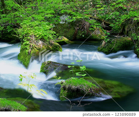 Oirase Stream Aomori Prefecture 123890889